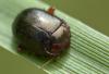 Chrysolina bankii